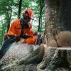 Удостоверение вальщика леса– это первый шаг на пути к успешному трудоустройству!