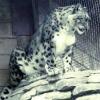  В Казанском зоопарке от рака умер снежный барс Тамерлан