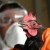  Роспотребнадзор нашел в Татарстане птичий грипп