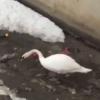 В соцсетях появилось видео, где лебедь очищает от мусора озеро в Казани