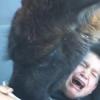 В Сети набирает популярность видео, где голодная лама объела ребенка