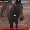 В Татарстане возбуждено уголовное дело по факту гибели девочки, катавшейся на лошади