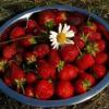 Как собрать хороший урожай ягод и яблок в условиях Татарстана