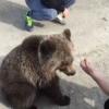Осиротевший медвежонок на трассе выпрашивает еду у водителей (ВИДЕО)