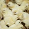 Ветеринары подтвердили вспышку птичьего гриппа в Лаишевском птицекомплексе