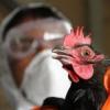 В продукции «Камрегионпродукта» Набережных Челнов обнаружен птичий грипп
