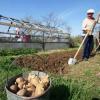 Чем подкармливать картофель, и как защитить его от колорадского жука