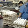 Птичий грипп в Татарстане: что делать с яйцами «Деревенька» и можно ли заразиться вирусом?