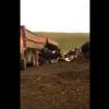 На ферме в Татарстане живых коров вывалили из кузова грузовика (ВИДЕО)