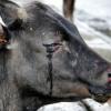 В Татарстане уволены сотрудники агрофирмы за шокирующее обращение с коровами