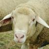 В Татарстане поругались пастухи: один – в больнице, второй – под следствием