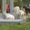 Казанцы ищут хозяина коз, пасущихся на улице Закиева