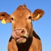 В Татарстане украли стадо коров на сумму более 400 тысяч