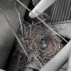 Птица свила гнездо под капотом КамАЗа (ВИДЕО)