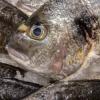 Россельхознадзор предупредил о появлении в продаже некачественной рыбы в нескольких регионах