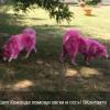 В лесу нашли брошенных розовых собак