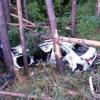 В Татарстане машина вылетела в кювет и врезалась в деревья: водитель погиб (ФОТО)