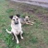 В Татарстане за информацию о жестоком убийстве собак объявлено вознаграждение