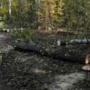 Соцсети: в Казани на улице Родина начали вырубать лес под строительство