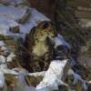 В казанском зоопарке скончался последний снежный барс