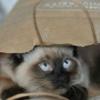  В Казани объявили кастинг для котов и кошек для съемок в рекламе (ВИДЕО)