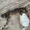 В Башкирии у дороги нашли замерзшего крокодила (ФОТО)