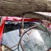 В Казани на автомобиль Alfa Romeo упало дерево (ФОТО)