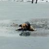 Татарстанец прыгнул в ледяное озеро, чтобы спасти собаку (ВИДЕО)