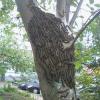 В Башкирии на деревья напали полчища огромных гусениц (ФОТО)