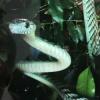 Поцелуй мамбы: врачи спасли казанца, укушенного экзотической змеей
