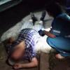 В Набережных Челнах стая собак набросилась на четверых людей (ФОТО)