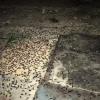 Сотни канализационных тараканов атаковали жилой дом в Казани (ФОТО)