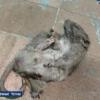 Жителей 50 комплекса в Набережных Челнах терроризируют крысы (ВИДЕО)