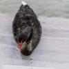 Черный лебедь Зигфрид переедет из казанского парка «Черное озеро» в Камское Устье