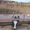 В Чистопольском районе Татарстана бык насмерть придавил пьяного хозяина