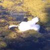 Причиной смерти жившего на озере Кабан лебедя стало отравление