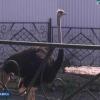 В Нижнекамске поймали страуса, который совершил дерзкий побег из местного зоопарка (ВИДЕО)