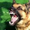 Восемь челнинцев пострадали от агрессии собак, имеющих хозяев