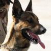 В Нижнекамске начался судебный процесс по делу о человеческой ноге в зубах собаки