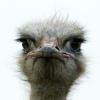 Челнинцы просят не дать ослепнуть страусу из местного зоопарка