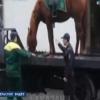 Соцсети: в Казани эвакуировали припаркованную лошадь (ВИДЕО)