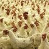 В Зеленодольске на простаивающем предприятии нашли 80 тонн протухшей курятины