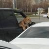 Львенок на переднем сидении авто вновь удивил казанцев (ФОТО) 