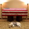 Трогательное ФОТО взорвало соцсети: пёс Джорджа Буша проводил хозяина в последний путь