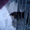 «К вечеру животные погибнут»: казанский приют просит откопать 100 собак, заваленных снегом (ФОТО)