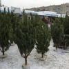 Куда деть живые елки после Нового года в Казани: от спецконтейнеров до советов эколога