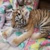 Изъятого полицией тигренка поместили в челнинский зоопарк