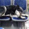 В Казани неизвестные ранили пса, который каждый день без хозяев ездит зайцем в автобусах