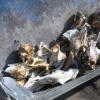 В Казани обнаружили «кладбище» с костями и черепами животных