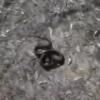 Десятки змей испугали жителей Бугульминского района (ВИДЕО)